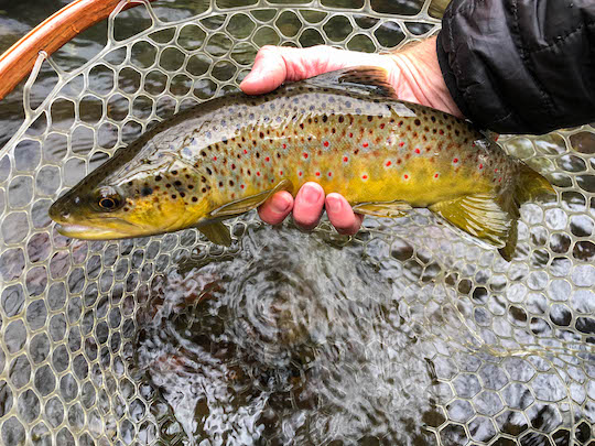 Healthy brown trout