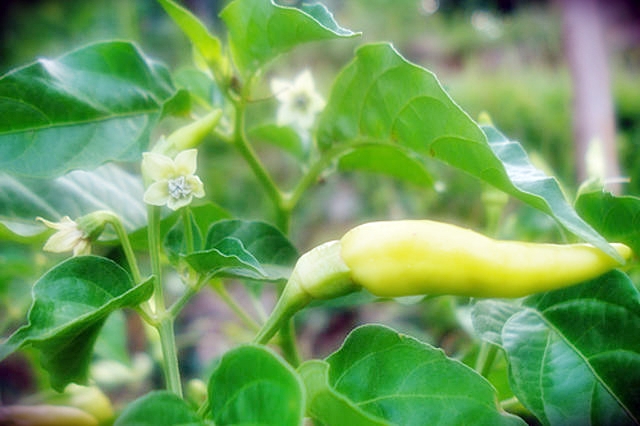 pemupukan cabe alay gegana