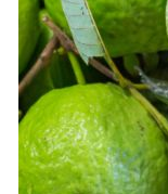 Guava fruit - Dengue Fever