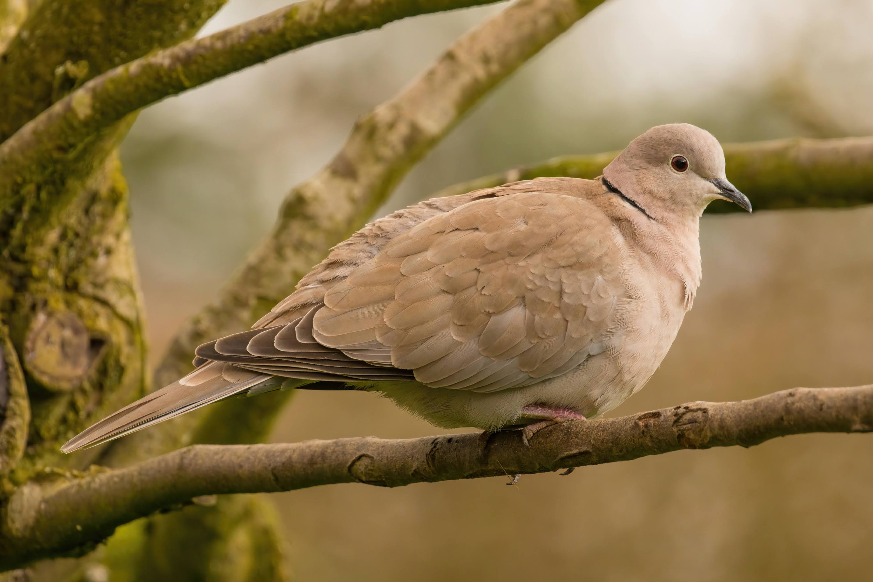 Binary Pictures Collared dove