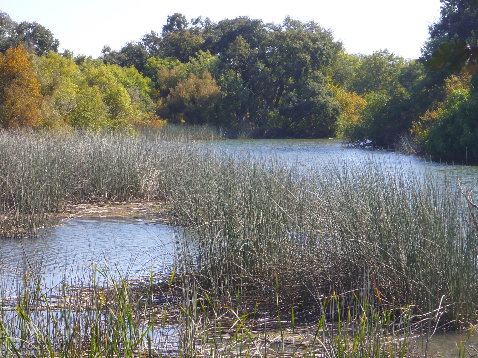 Trailing Ahead Cosumnes River Preserve
