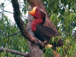 Originals Of Borneo Engang Gading Atau Tebaun