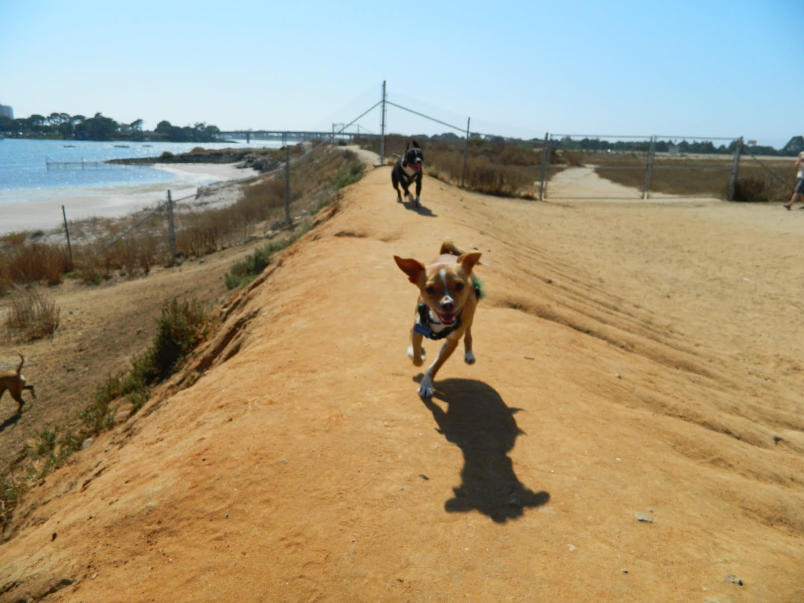The Doggy Mushroom Kingdom Dog Parks