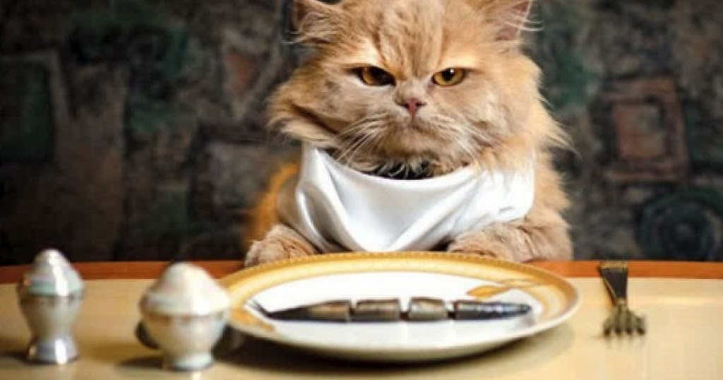 Penyebab Dan Solusi Kucing Tidak Mau Makan Terbukti Manjur Banget Berita Seputar Kucing