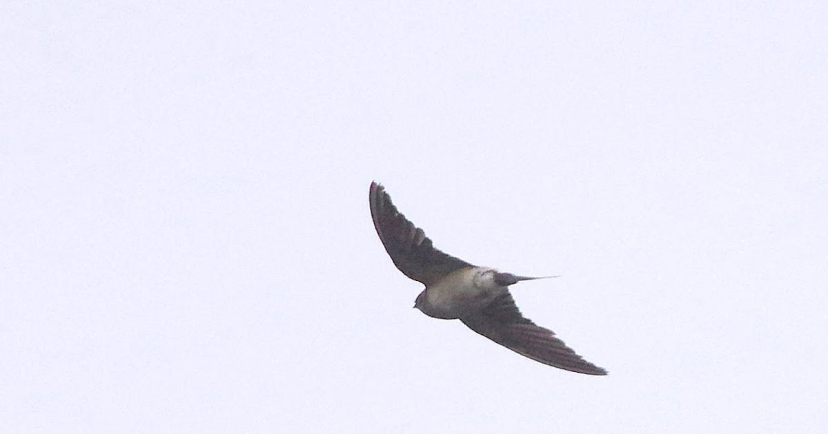 Birds of the Heath Redrumped Swallow at Cley