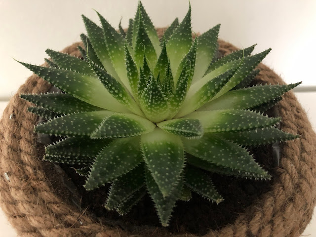 Suka Aloe menetti väriä kun sai liikaa vettä ja liian vähän valoa Suka Aloe menetti väriä kun sai liikaa vettä ja liian vähän valoa
