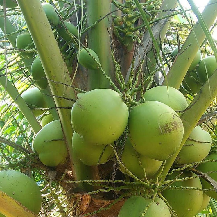 bibit kelapa hibrida super genjah Semarang