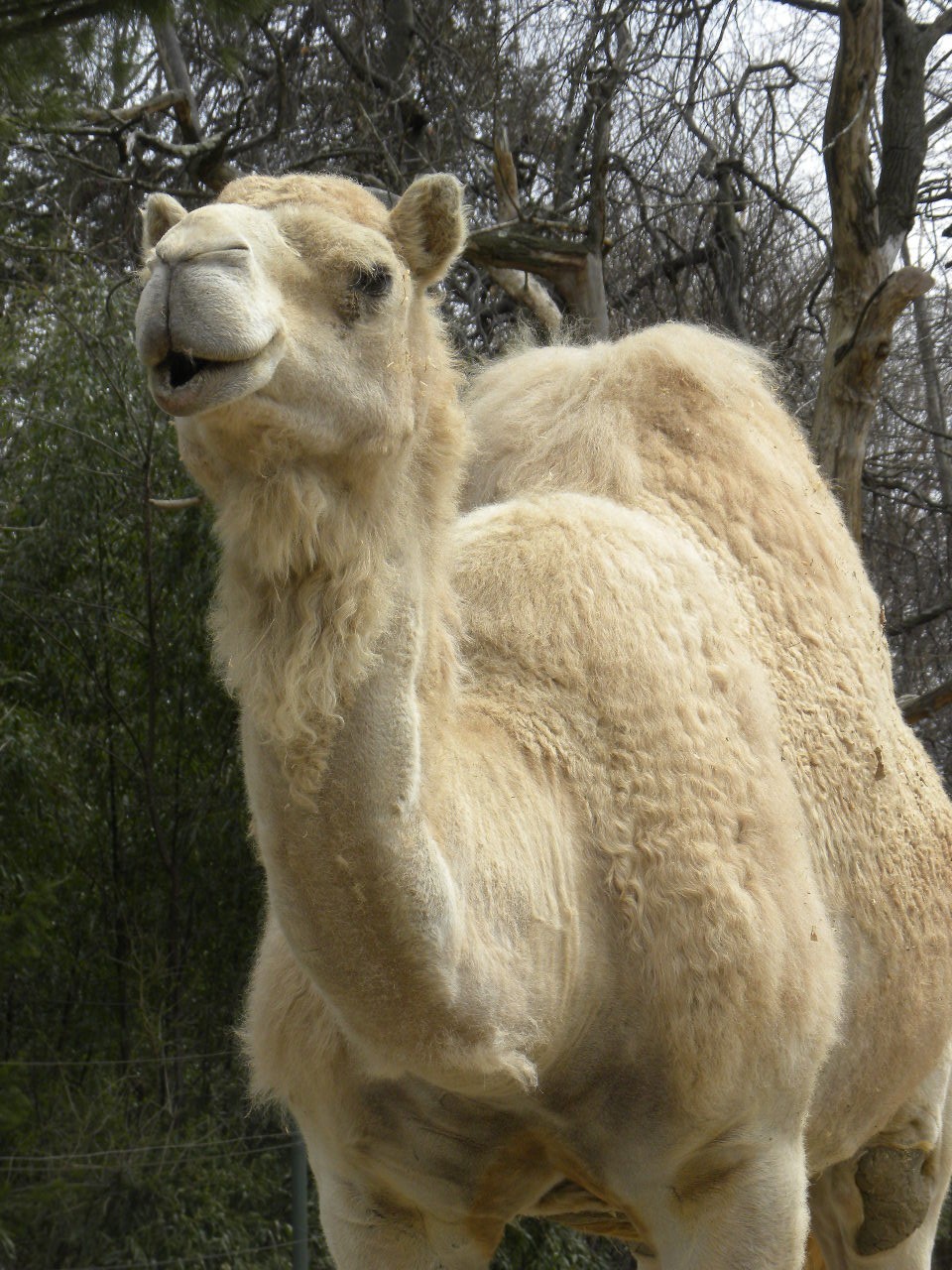 studio lolo: Animal Wednesday: Spit Happens