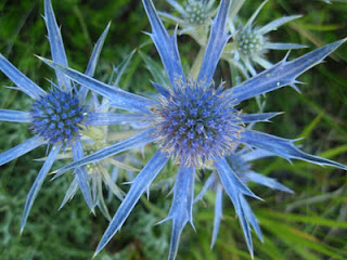 Cardo azul (Eryngium bourgatii)