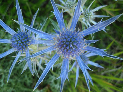 Cardo azul (Eryngium bourgatii) flor silvestre azul