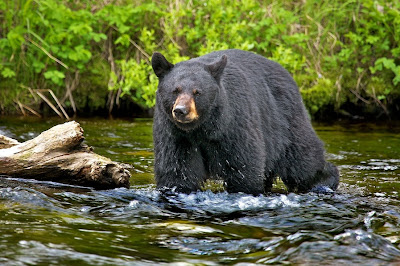 Oso negro cazando - Black bear hunting