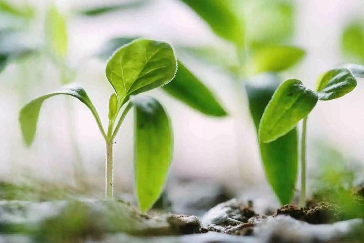 Tumbuhan Berikut Bermanfaat Untuk A Sumber Makanan B Bahan