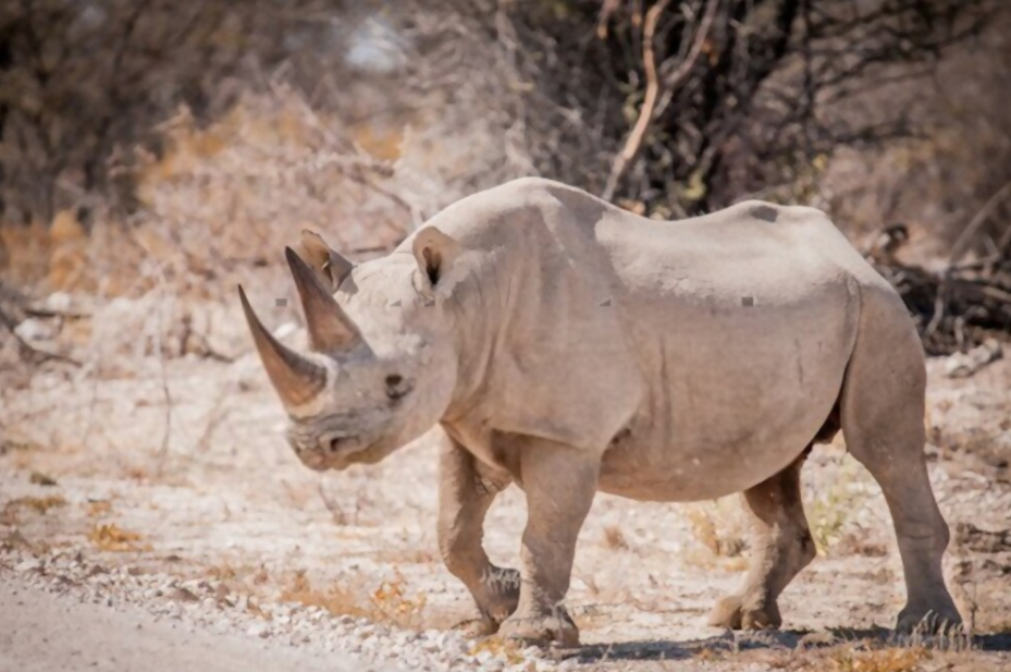 A romping western black rhinoceros