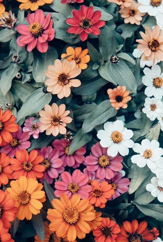 خلفيات ايفون ورد جميلة جدا 🌺iphone flower background