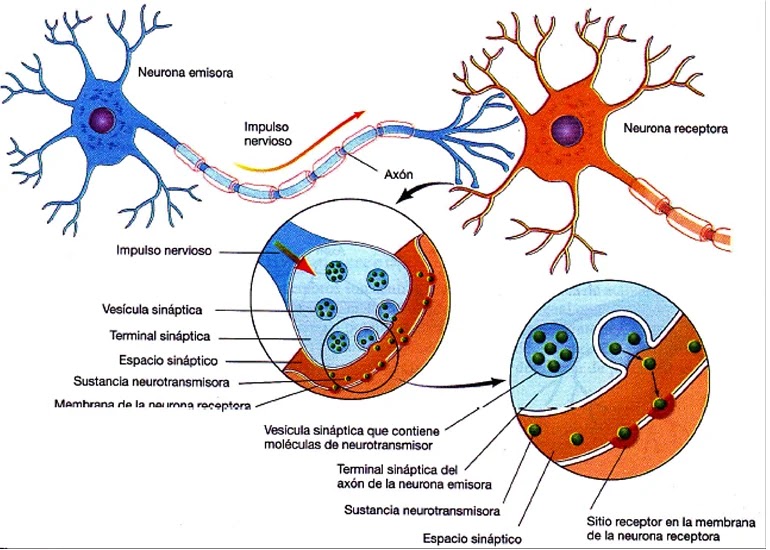 Taller sinapsis de las neuronas