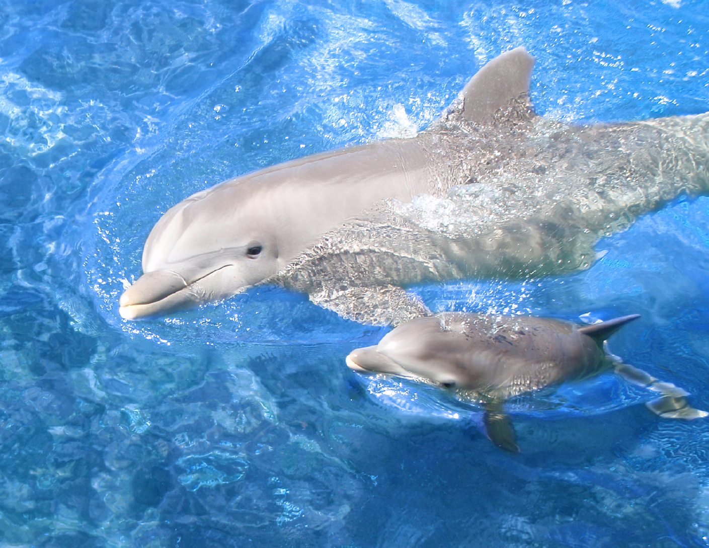 Dolphins HDWalle
