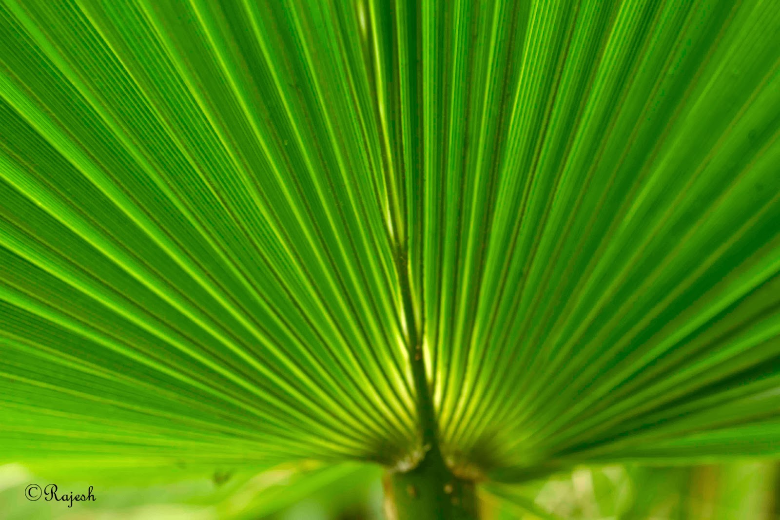 My Pics: Palm Tree leaf