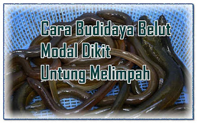 Ragam Bisnis Cara Budidaya Belut, Modal Dikit Untung Melimpah