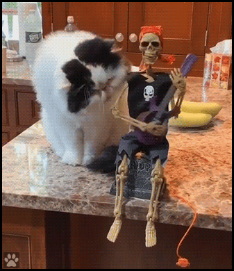 Funny Cat GIF • Naughty cat wants to eat Halloween skeleton. He thinks there is still a bit of flesh on bones