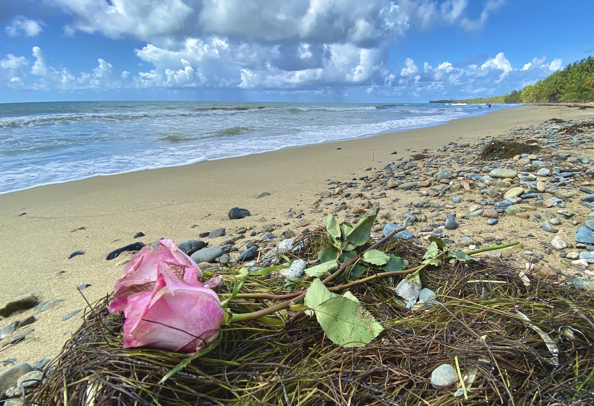 Things we did today... Roses On The Beach