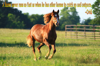 horse quotes 