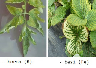 dampak kekurangan kelebihan boron (B) pada tanaman hidroponik