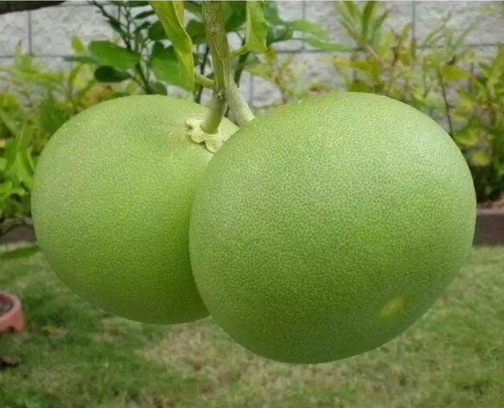 Bibit Buah Jeruk Bali Jeruk Keprok Okulasi Tanjungbalai