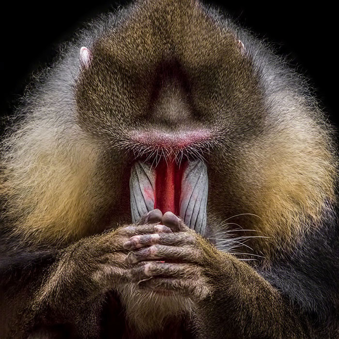 32 Animals That Look Like They’re About To Drop The Hottest Albums Of The Year - This Mandrill Looks Like It's About To Drop The Hottest Mixtape Of The Year