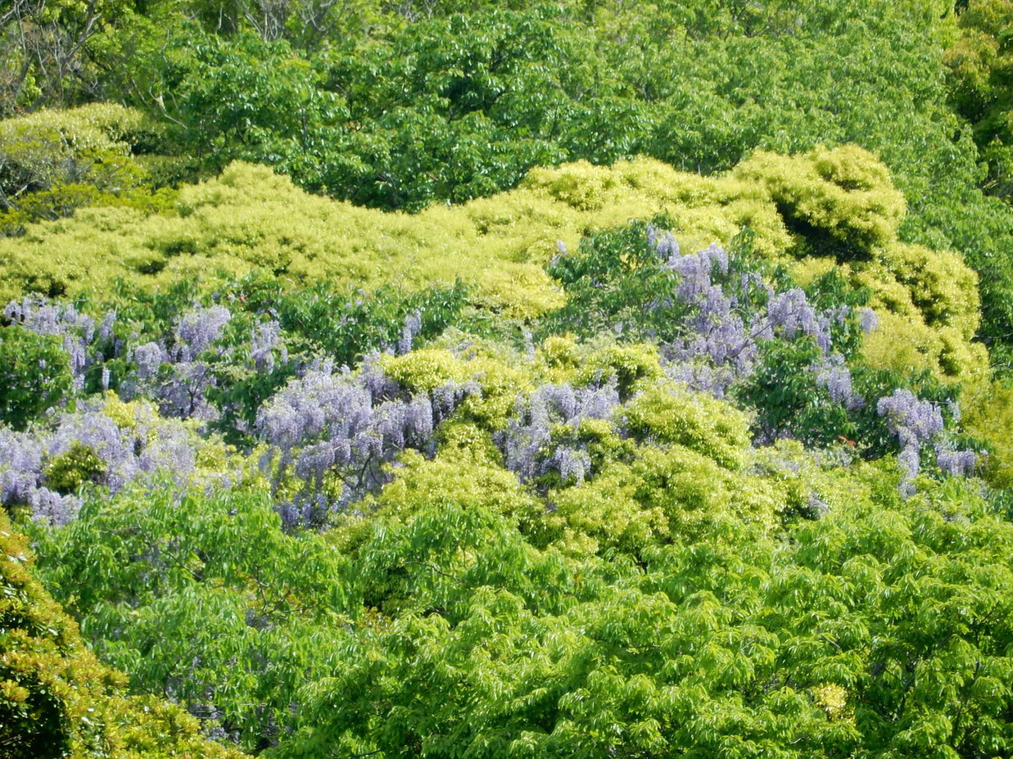 okadoのブログ～yoritomojapan～ 二十五坊～鶴岡八幡宮寺の別当坊・供僧坊の跡～