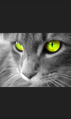 cat'seyes, eyes, pet, domesticcat, head, fur, catface, close, up, cool, wallppaper, animals, silhouette, kitten, pets,feline, funny, cute, adorable, animals, funny, sweety, pretty