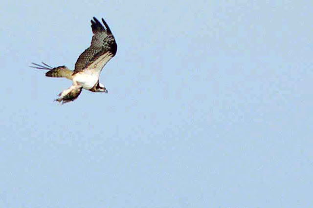osprey, fish, blue sky, flight