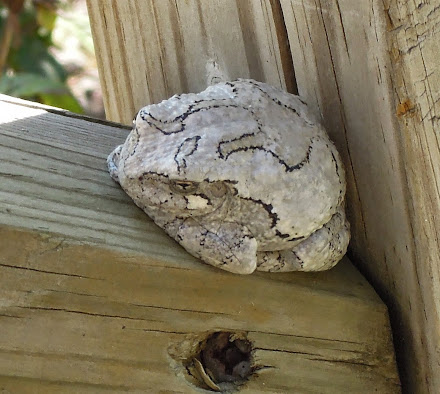 Gray Tree Frog