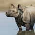 Nepal registra recorde histórico de nascimento de rinocerontes 