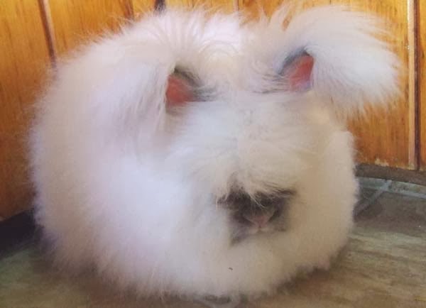 Kullu Rabbit Angora Rabbit Bred For Wool | Tops Entertainment