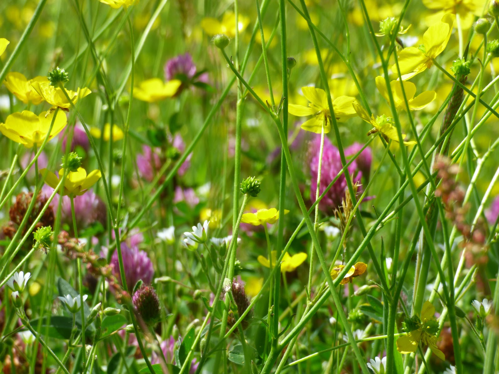 Walking on the wild side