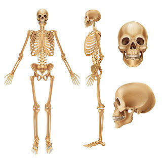 skeleton