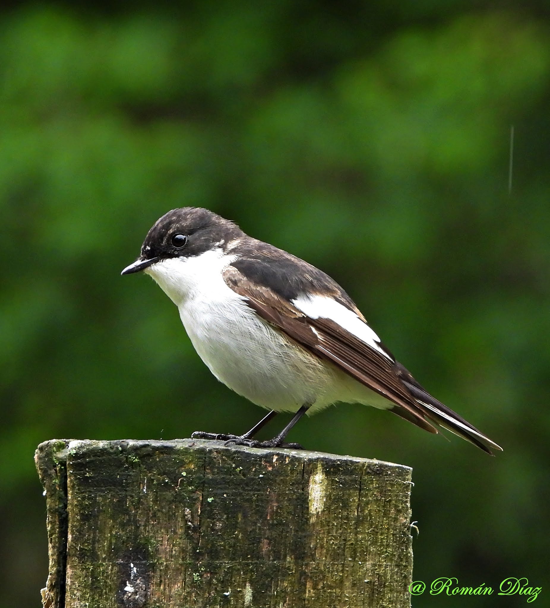 Fotoafición Román: Papamoscas cerrojillo ,,-,, Papamoscas negro ...
