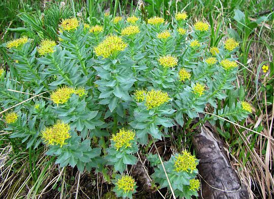 Różeniec górski (Rhodiola rose).