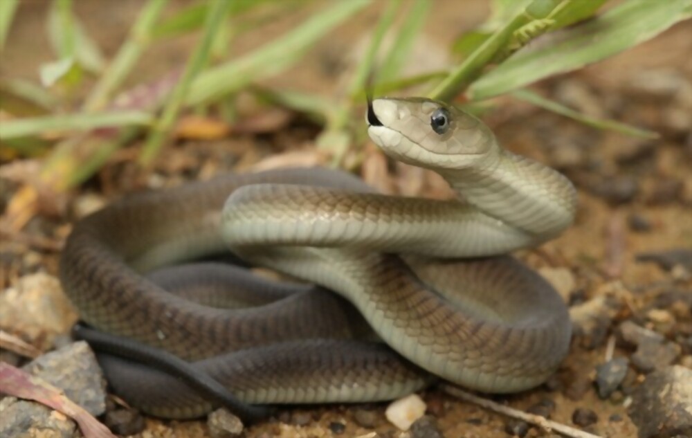 Black Mamba: Most beautiful and deadly animal in the world