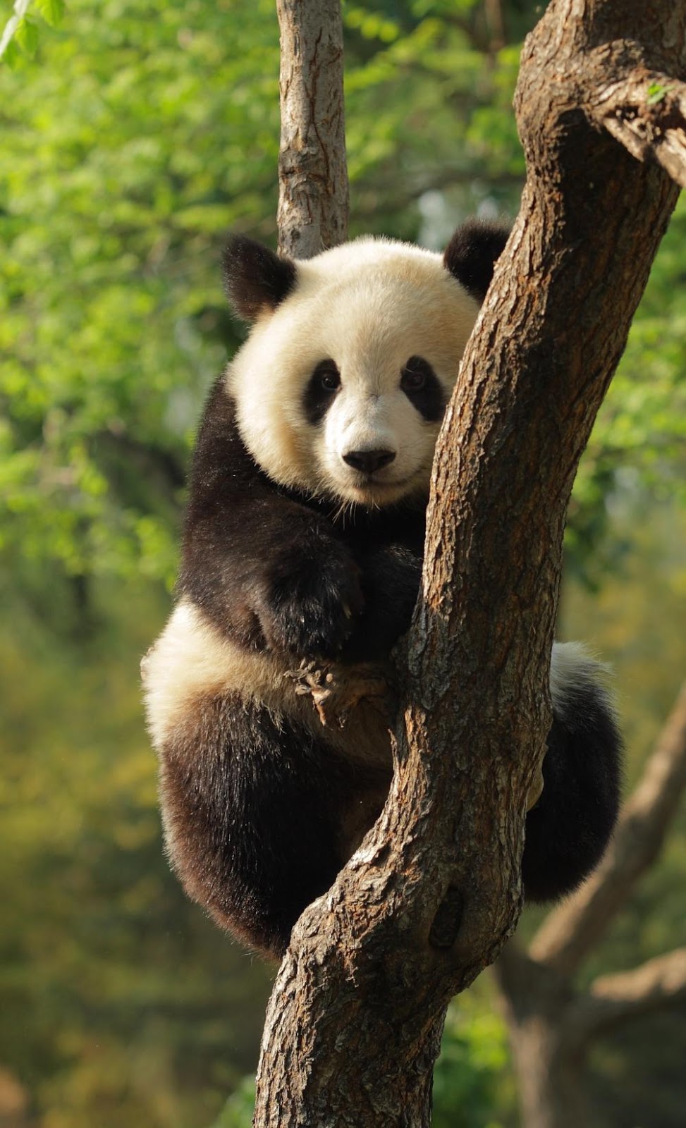 pandas safari animal