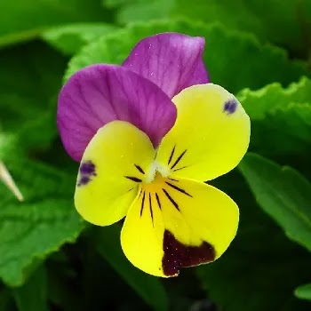 फुलांची नावे, Flowers Name In Marathi पानसडी, Pansy flowers name in Marathi