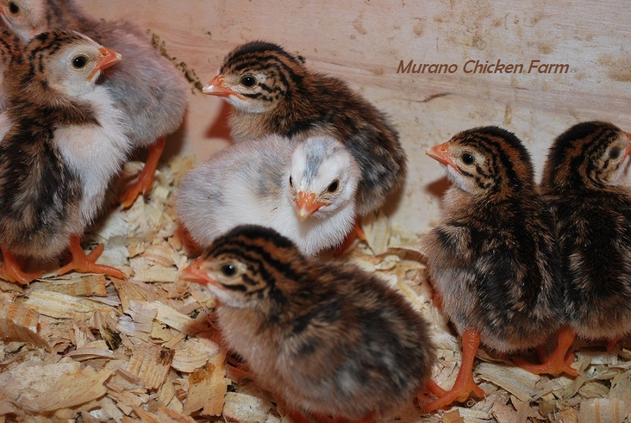 13 Reasons why you should raise Guinea fowl Murano Chicken Farm