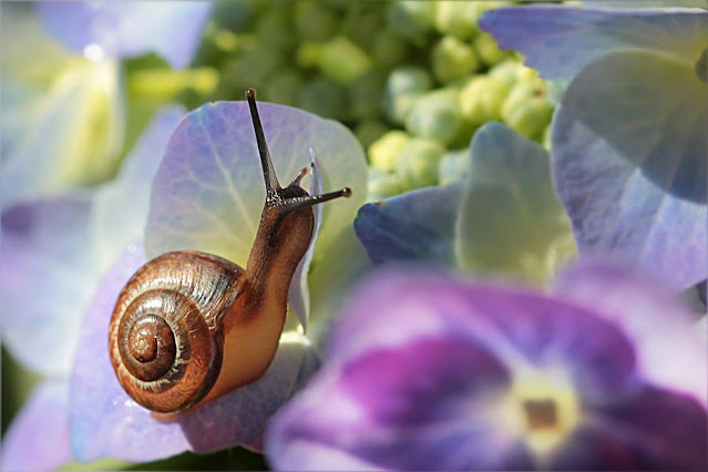 Use Coke To Get Rid of Snails