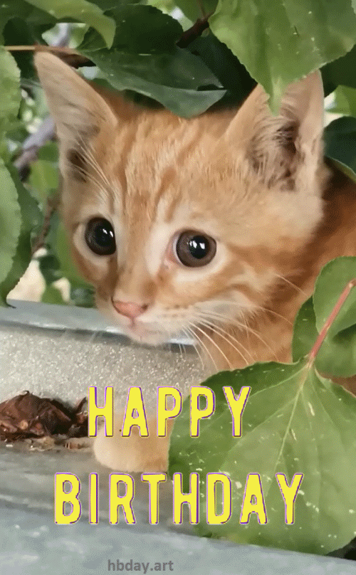 Birthday greeting gif with Cute Cat