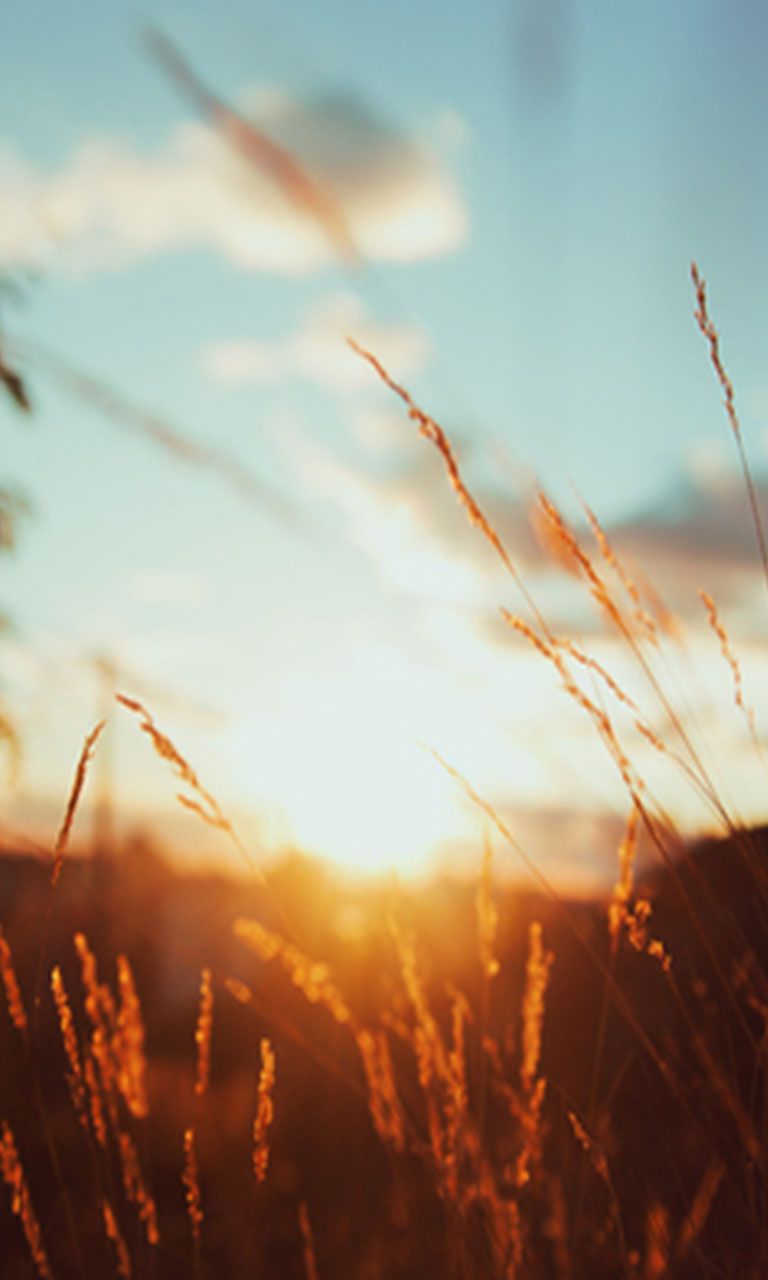 Download Nature Wallpaper For iPhone