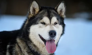 alaskan malamute photos