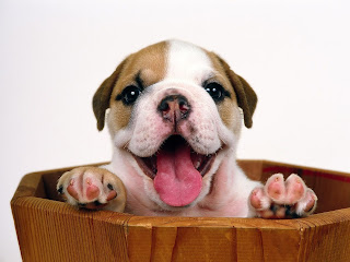 cute puppy pictures hd 