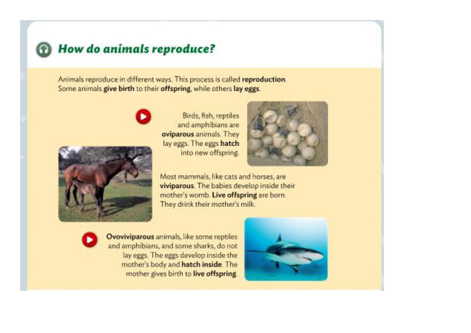Los Increíbles de los terceros NATURAL SCIENCE HOW DO ANIMALS REPRODUCE?