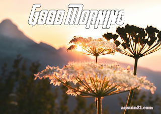 Best Good Morning HD Images, Wishes, Status HD Wallpaper for whatsaap free download,