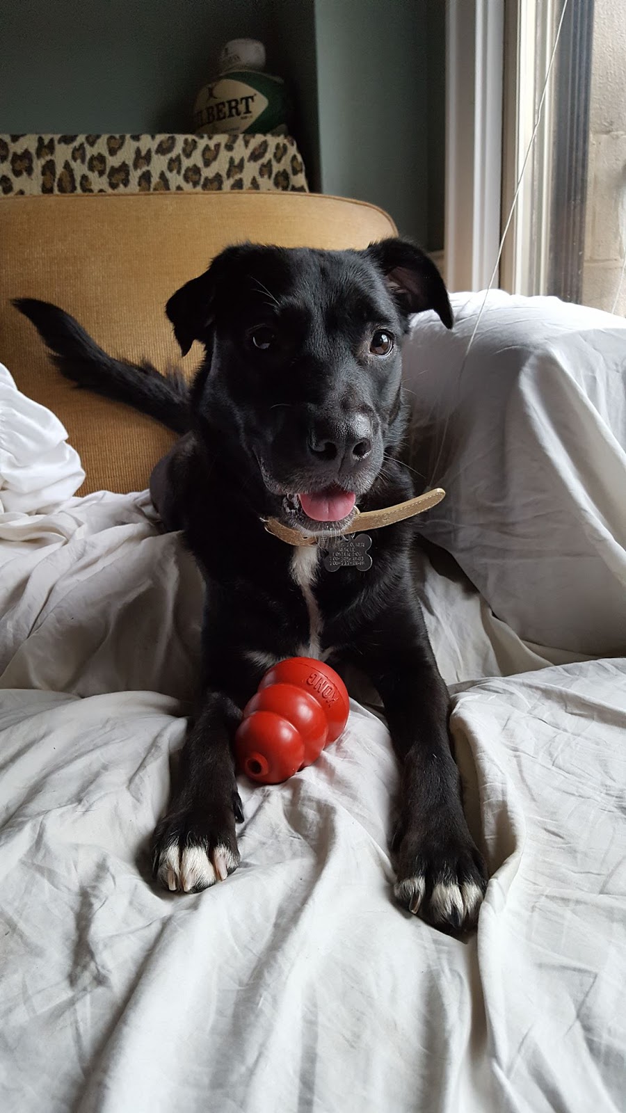 According to Vikki My dog chews on the Presidentelect